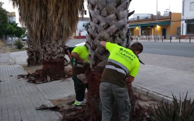 Cepillado y limpieza de Palmeras