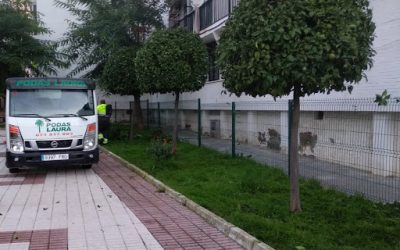 Poda de arboles en Sevilla