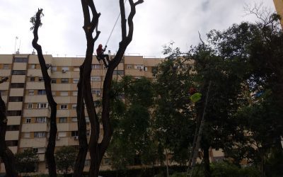 Poda de árboles en Huelva