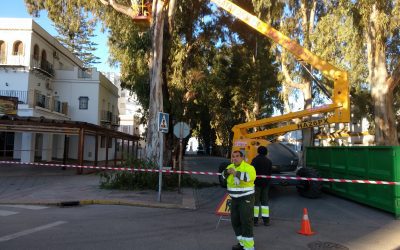 Poda de eucaliptos en Cádiz