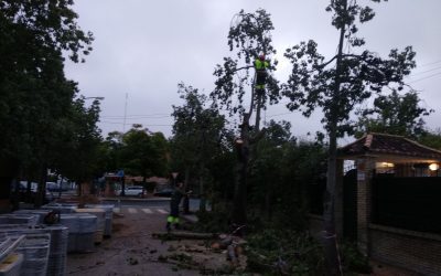 Tala de árboles en Sevilla