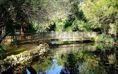 Jardinería: cómo crear un jardín