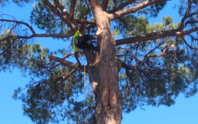 Trabajos de Jardinería