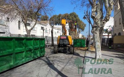 Tala de árboles en Chipiona