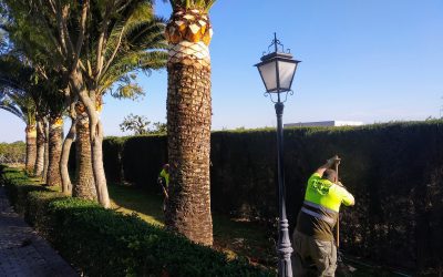 Poda en Cádiz