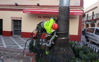 Poda de palmeras en Cádiz