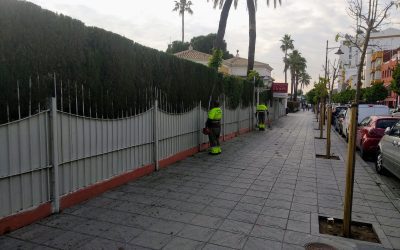 Poda de setos en Sevilla