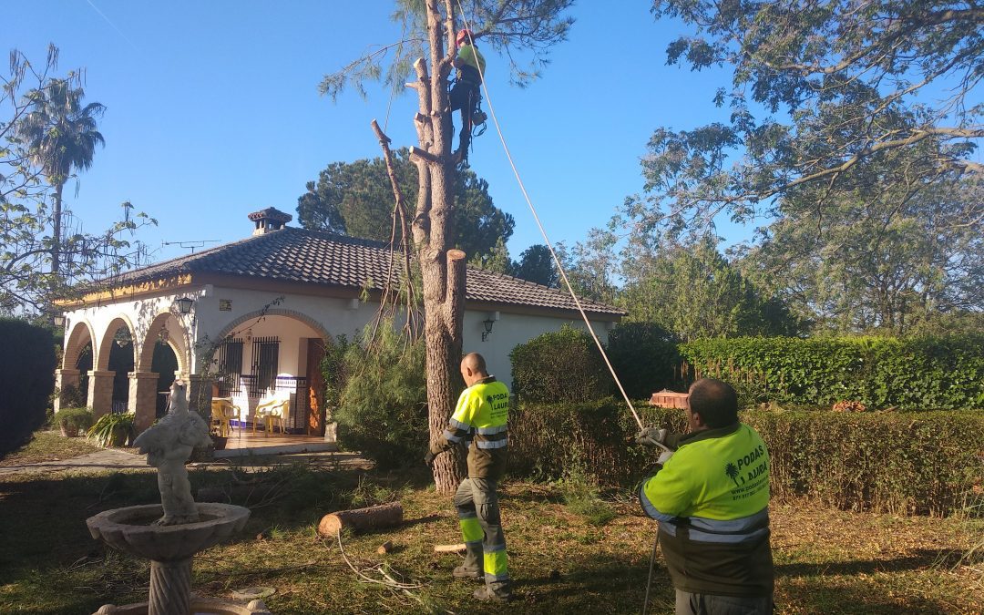 Tala de pinos en Cadiz
