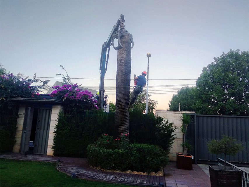 Picudo rojo en Sevilla