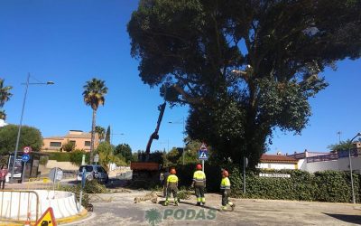 Poda de ficus