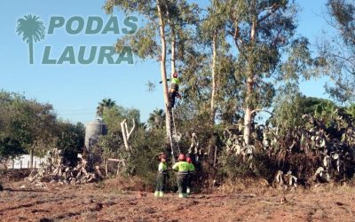 Tala de eucaliptos en Sevilla