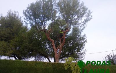 Poda de Pinos en La Algaba