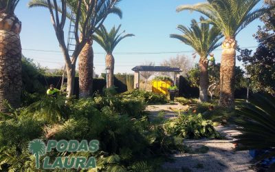 Poda de Jacarandas y Palmeras