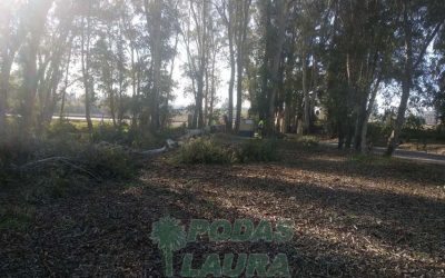 Poda y tala de árboles