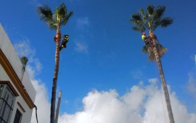Jardinería en Sevilla