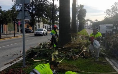 Trabajo de poda de palmeras