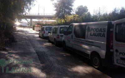 Tala de eucaliptos en Dos Hermanas