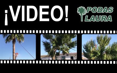Tala de Palmera en Castilleja del Campo