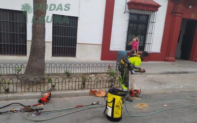 Poda de palmeras en Lebrija