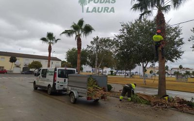 Poda de palmeras en Palmar de Troya