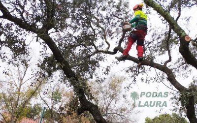 ¿Cómo hacer una poda en altura?
