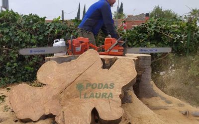 Tala de ficus de grandes dimensiones