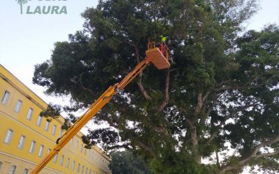 Poda de Ficus con plataforma articulada