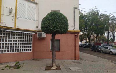 Poda de naranjos en Sevilla