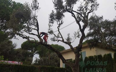 Poda en altura de árboles