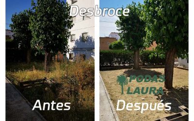 Desbroce y limpieza de solares en Sevilla