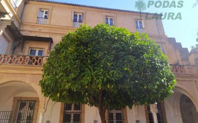 Poda de naranjos y palmeras en palacio de Yandury