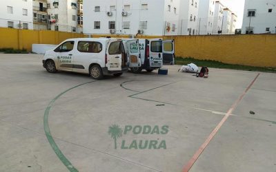 Poda en el colegio Blanca Paloma de Sevilla