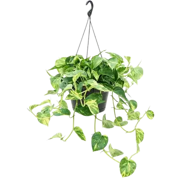 ficus_epipremnum_aureum Planta resistente. Potus