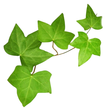 hiedra Planta resistente.Hiedra