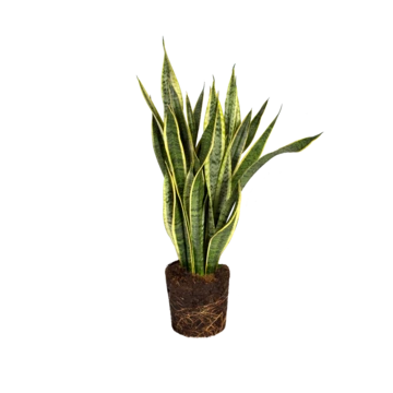 lengua de suegra Planta resistente. Lengua de suegra