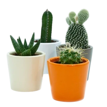 maceta-cactus Planta resistente. Cactus