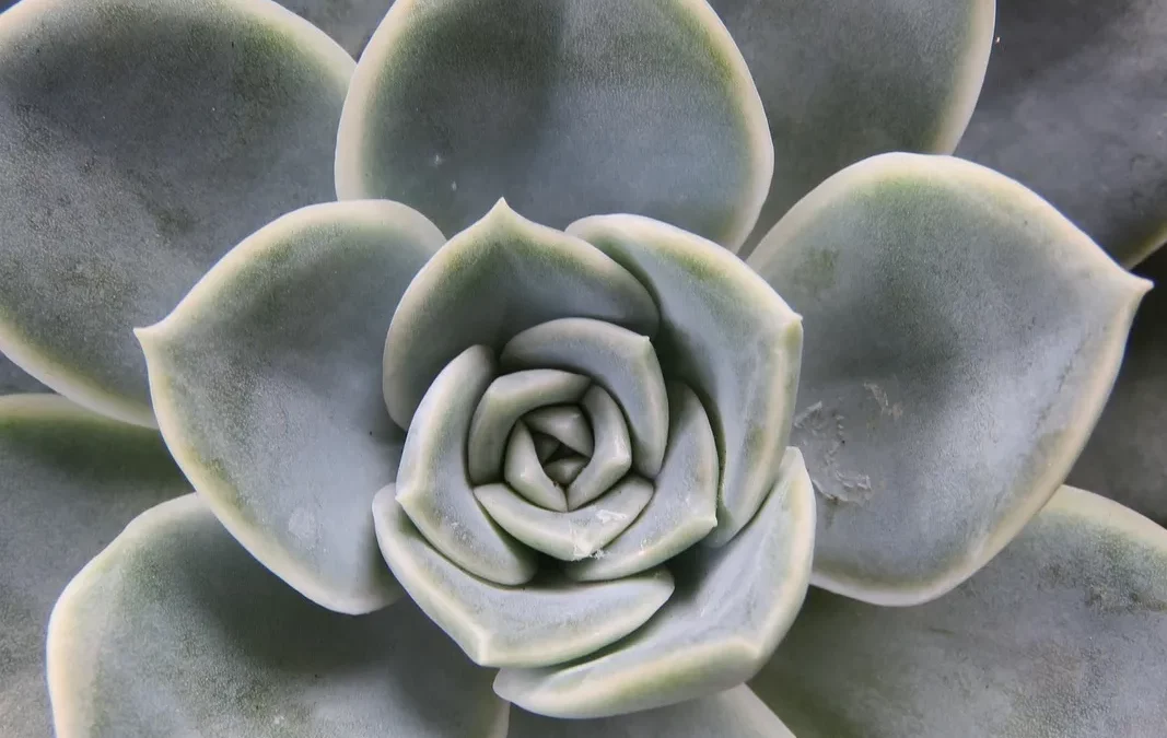 7 plantas resistentes para principiantes en jardinería