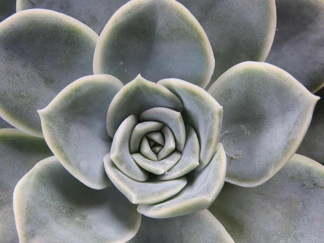 Planta resistente