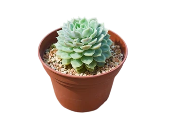 suculenta-maceta Planta resistente. Suculenta