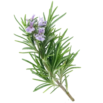 tomillo Planta resistente. Tomillo